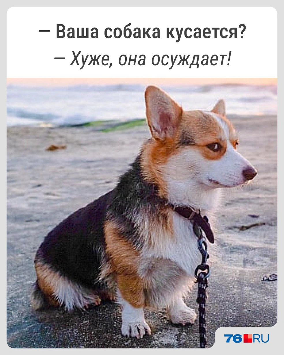 Посвящается владельцам корги | Источник: Городские медиа