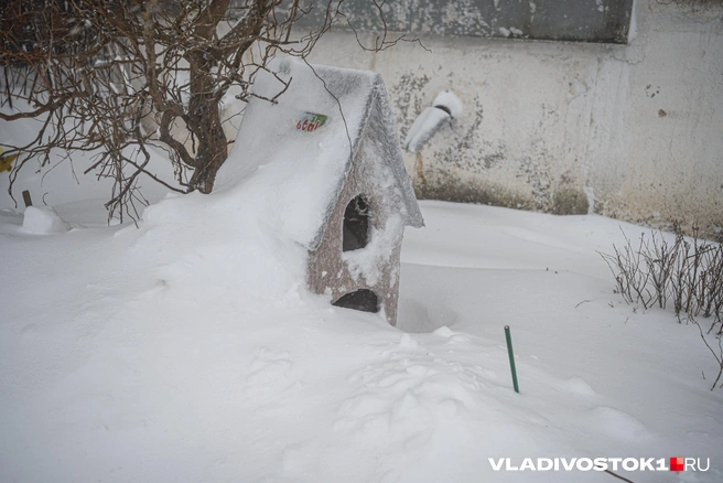 Источник: Елена Буйвол / VLADIVOSTOK1.RU