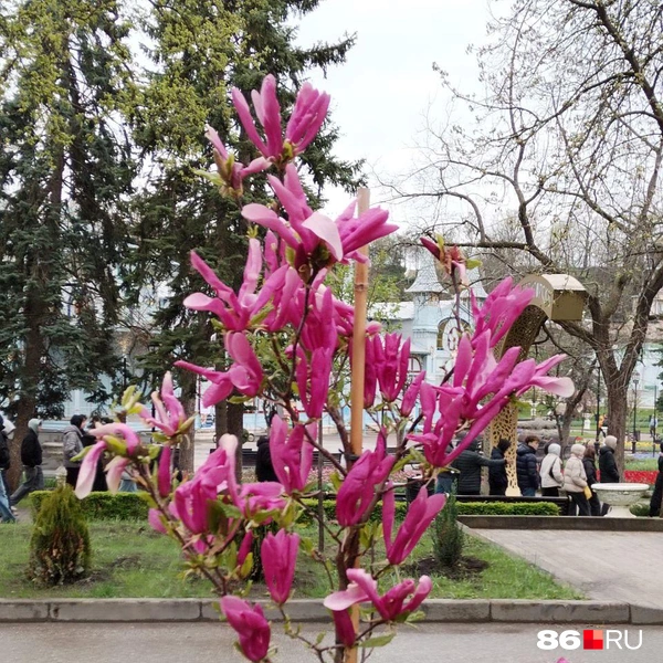 Так весной в Пятигорске цветет магнолия | Источник: Анна Терехова