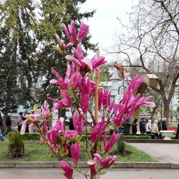 Так весной в Пятигорске цветет магнолия | Источник: Анна Терехова