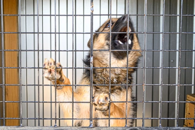 В Кузбассе выявили шестой очаг бешенства