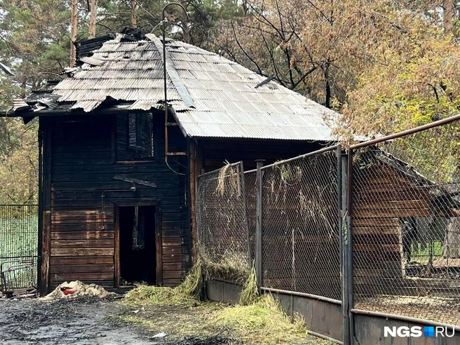 Пожар унес жизни пяти животных | Источник: Настасья Медведева / NGS.RU