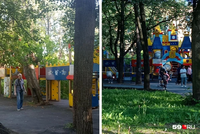 Дерево оказалось прямо в игровой зоне, вскоре ее полностью обнесли сигнальной лентой | Источник: читатель 59.RU