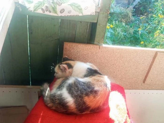 Кошку не оставили в СНТ — её привезли в город, чтобы найти постоянных владельцев