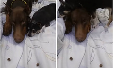 Смышленая собачка накрыла другую собаку одеялом, чтобы слопать ее лакомство (видео)