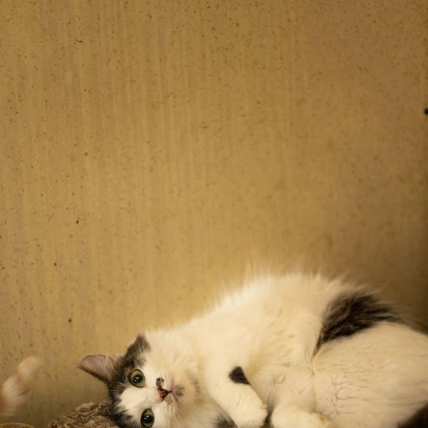 Источник: Елена Гасанова