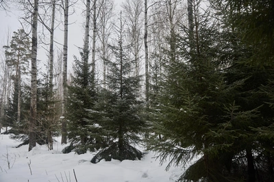 Забрав сына из Архангельска, отец замерз с ним в тайге