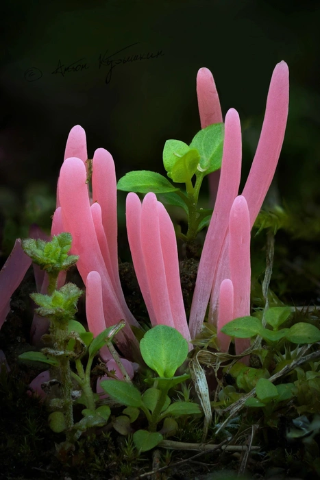 Розовые щупальца вылезли из земли под Петербургом. Их заморозили ради благой цели | Источник: Антон Кубышкин / «Грибы и Грибники СПб» 