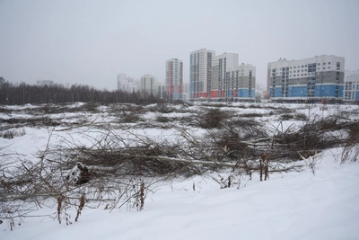 Forest Cleared for Akademichesky Mega-Development