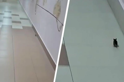 Mouse Spotted Running in Tyumen School Corridor