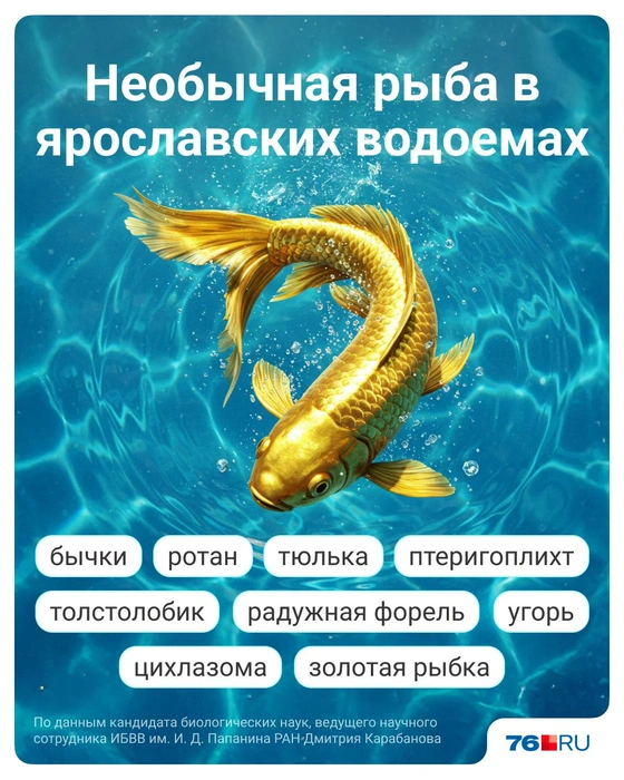 Некоторые рыбы могут оказаться в водоеме из-за того, что от них избавились хозяева | Источник: Полина Авдошина / Городские медиа