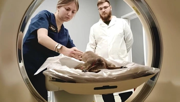 Кроме кошек и собак в центре томографию делали кроликам | Источник: АНО «Сиббиотех» / Vk.com