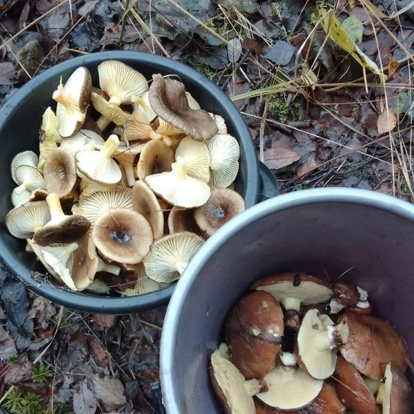 Маслята из Егорьевского района | Источник: Виктор Юрцовский / Грибы в Подмосковье 2025 / VK.com