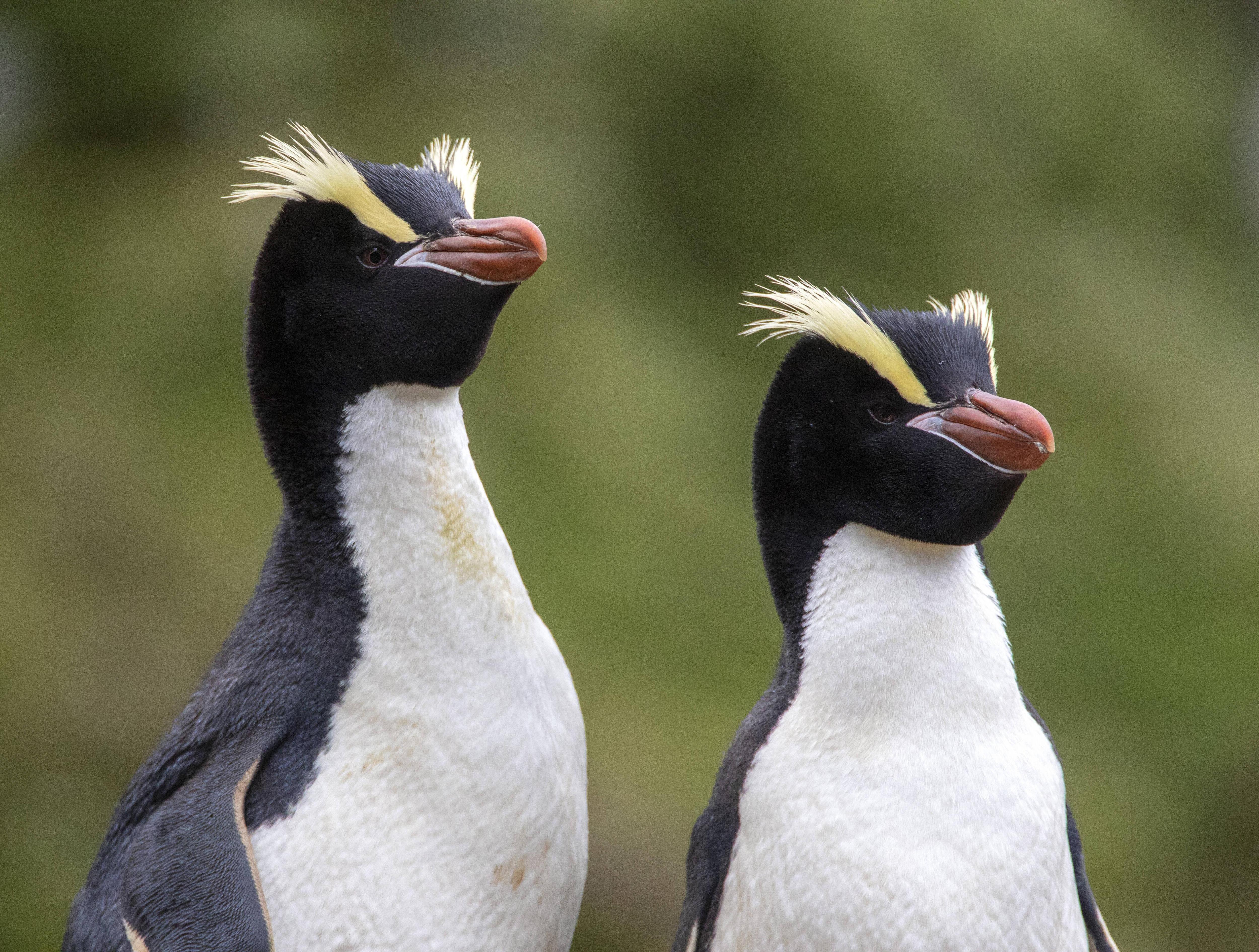 Не только в Антарктиде: посмотрите на 16 видов пингвинов из разных краев |  Вокруг Света