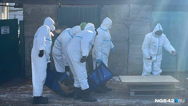 Всех свиней у семьи тут же чипировали | Источник: Лера Городецкая / NGS42.RU