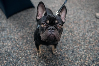 Tyumen's Most Responsible Dog Owners Mapped by District