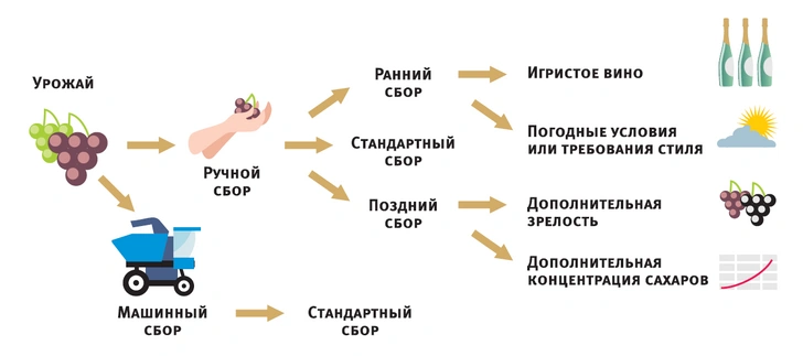 Как производят вина и какими они бывают: краткий гид с картинками