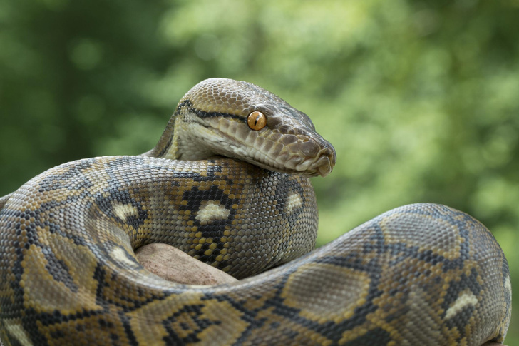 К чему снятся змеи: что говорят сонники и психологи