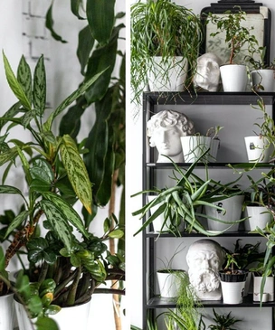 Не ведемся на слухи: правда и мифы об уходе за комнатными растениями в холода