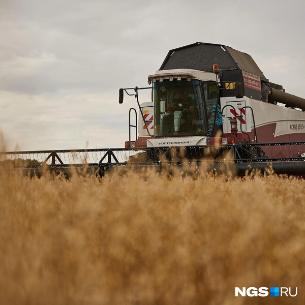 Специалисты отбирают лучшие гибриды | Источник: Александр Ощепков / NGS.RU