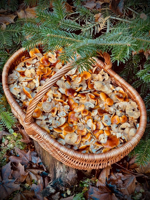 Грибы из леса продолжают носить целыми корзинами | Источник: Наталия Архипова / Грибы и Грибники СПб