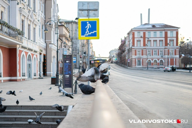 Источник: Елена Буйвол / VLADIVOSTOK1.RU