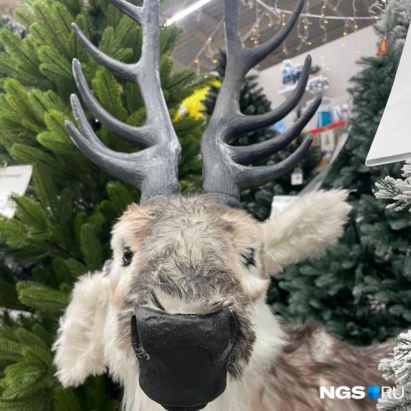 Олень размером с золотистого ретривера за 29 тысяч рублей  | Источник: Алёна Золотухина / NGS.RU