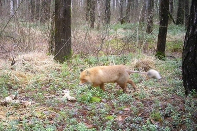 Лиса со львиной стрижкой в фотоловушке
