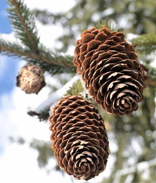 Вопросы читаталей: чем отличается ель от сосны, а сосна от пихты?