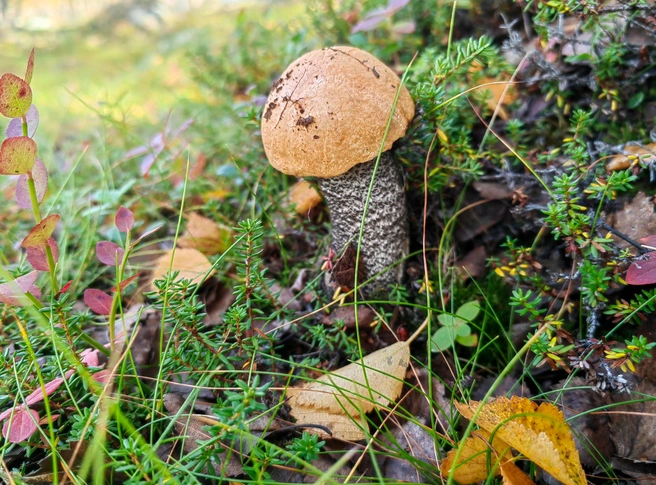 Многие северяне любят собирать грибы и ягоды | Источник: Юлия Кузнецова / 51.RU