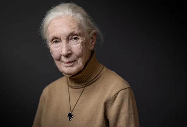 Источник: Jane Goodall Institute