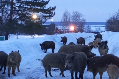 Стадо свиней держит в страхе жителей нижегородского села