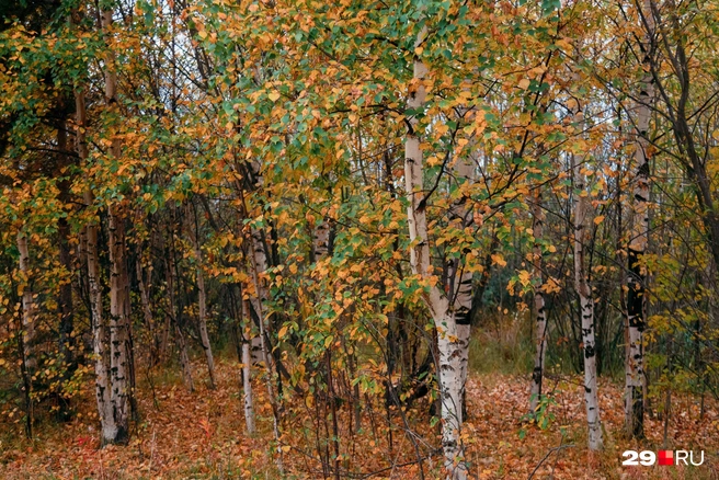Источник: Иван Митюшёв / 29.RU