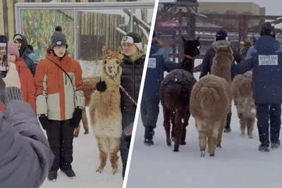 Новогодние прогулки с альпака в Пермском зоопарке