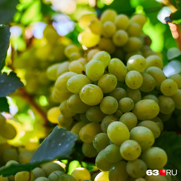 Источник: Роман Данилкин / 63.RU