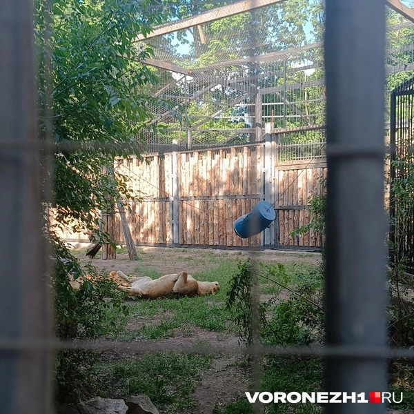 Источник: Алёна Воропаева / Voronezh1.ru