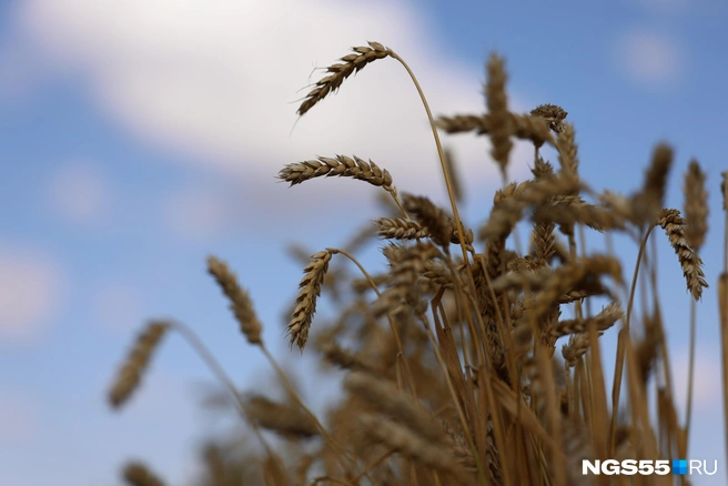 Пшеница на рынке ничего не стоит  | Источник: Евгений Софийчук / NGS55.RU 