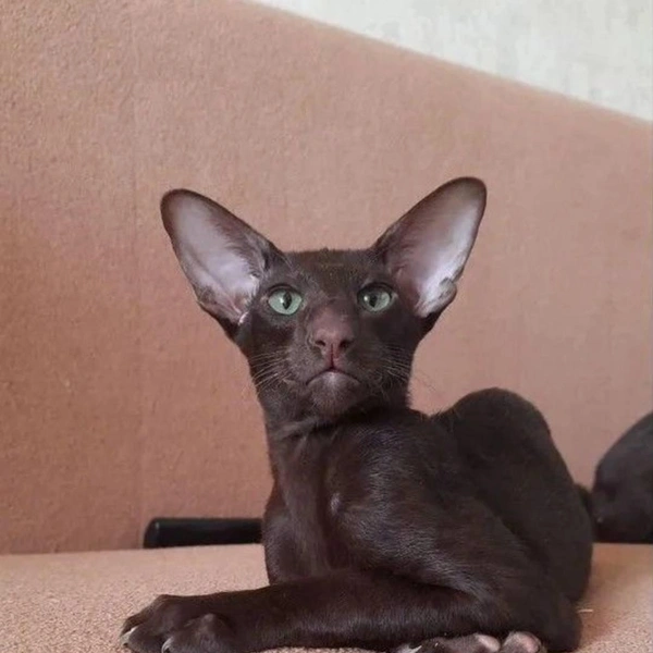 Посмотрите какой он важный | Источник: сайт бесплатных объявлений