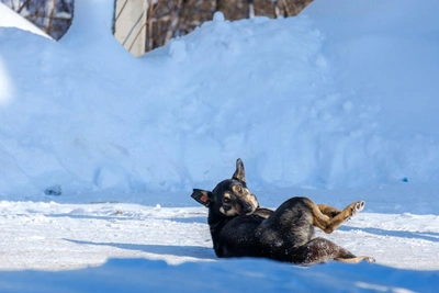 Более 3 тысяч укусов животных в Алтайском крае в 2025