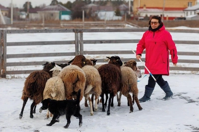 Tyumen school turns pet dogs into herding shepherds
