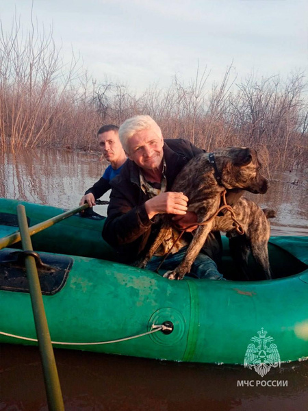 «Доставай! Еще дышит!» Как в Оренбургской области спасают от наводнения животных — эмоциональные фото и видео