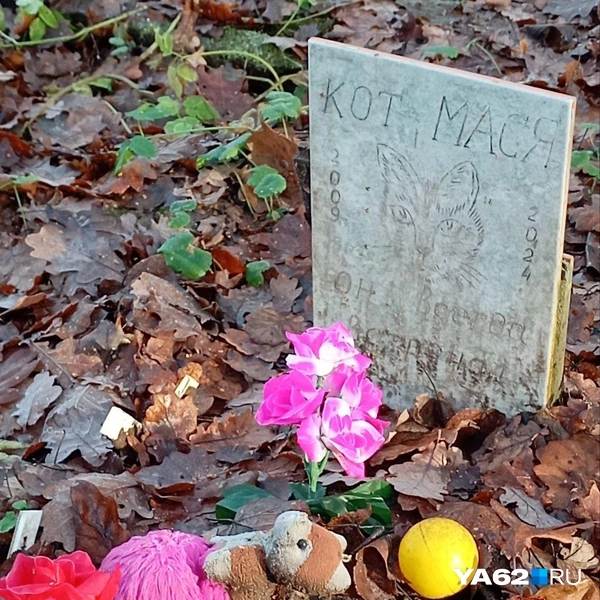 Источник: Анастасия Фокина / YA62.RU