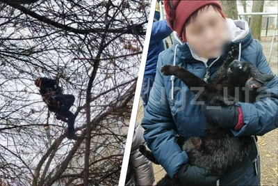 В Уфе спасли кота, три дня сидевшего на высоком дереве
