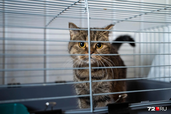 Источник: Илья Чикотин / 72.RU