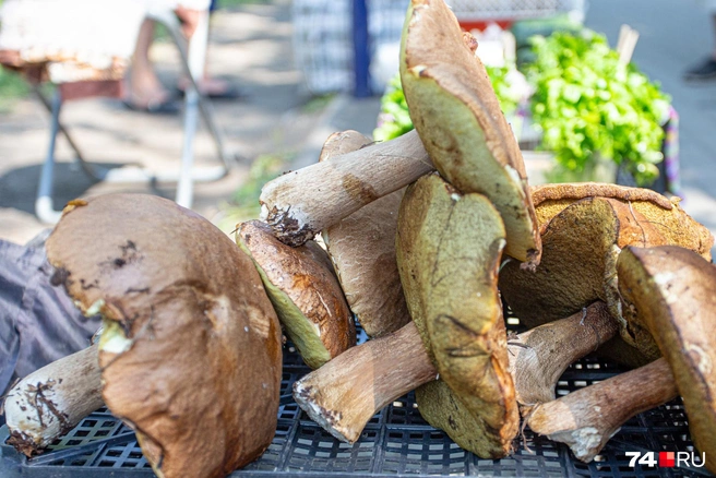 Грибники делятся фотографиями своих трофеев | Источник: Илья Бархатов / 74.RU