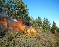 В Красноярском крае продолжает действовать режим ЧС из-за лесных пожаров | ngs24.ru