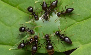 Красота в каждом снимке: только посмотрите на лучшие фото победителей конкурса NANPA Showcase 2026