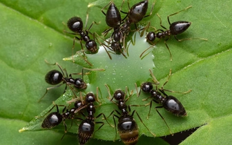 Красота в каждом снимке: только посмотрите на лучшие фото победителей конкурса NANPA Showcase 2026