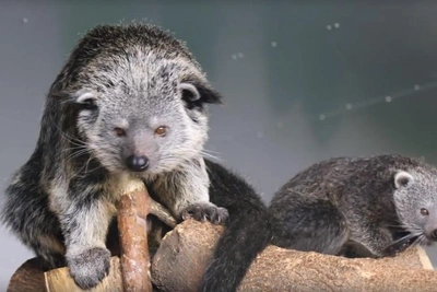 Трое детенышей бинтуронга родились в Новосибирском зоопарке