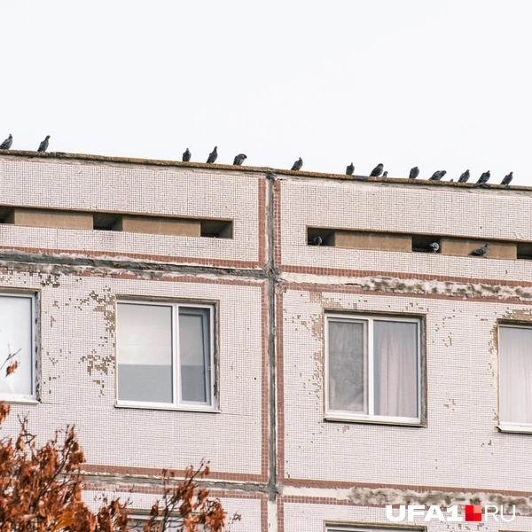 Вечные обитатели крыш | Источник: Булат Салихов / UFA1.RU